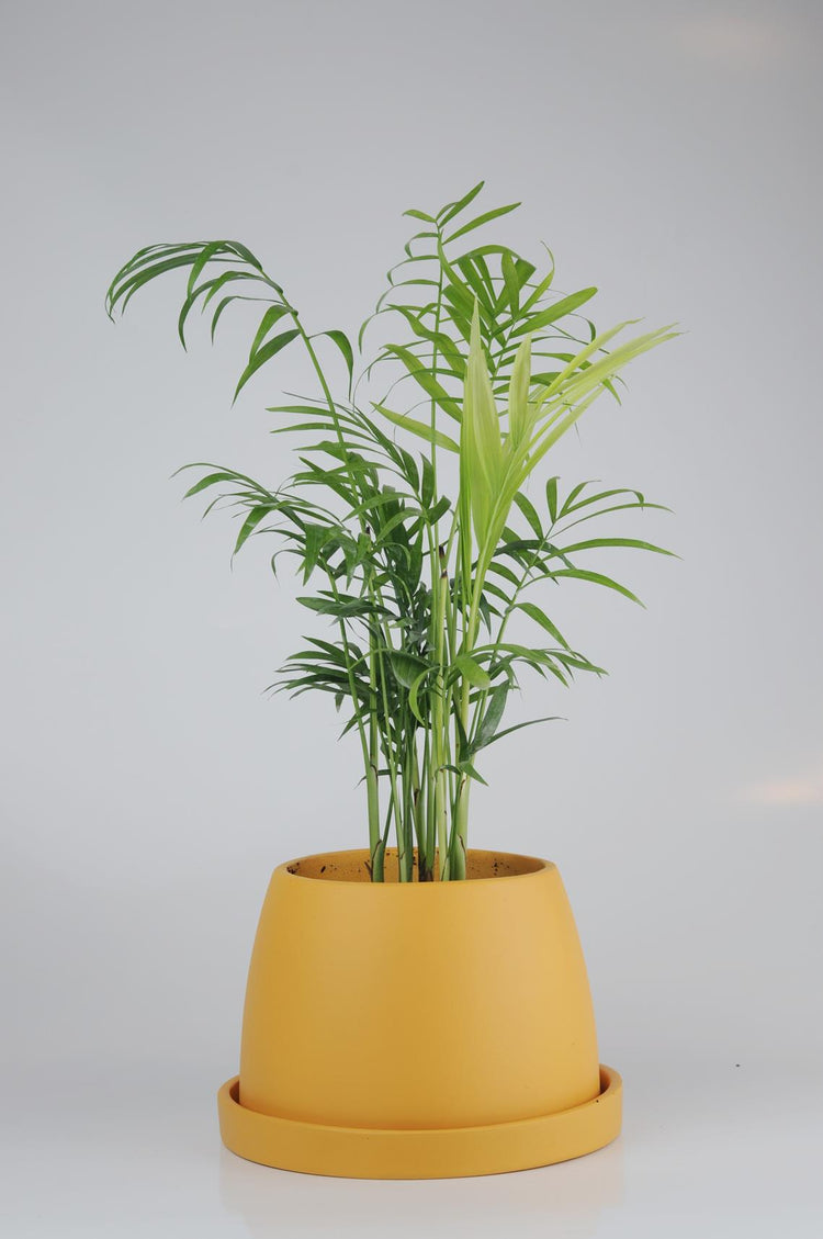 dağ palmiyesi, palmiye, chamaedorea elegans