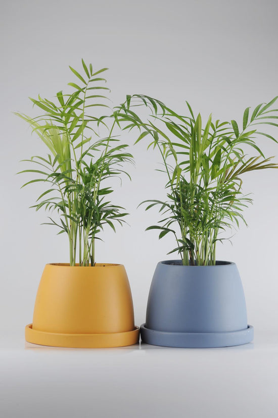 dağ palmiyesi, palmiye, chamaedorea elegans