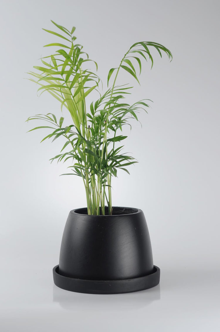 dağ palmiyesi, palmiye, chamaedorea elegans