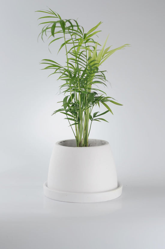 dağ palmiyesi, palmiye, chamaedorea elegans