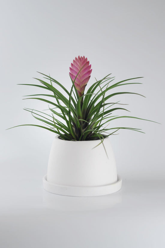 Bipot Saksıda Tillandsia (Hava Bitkisi)