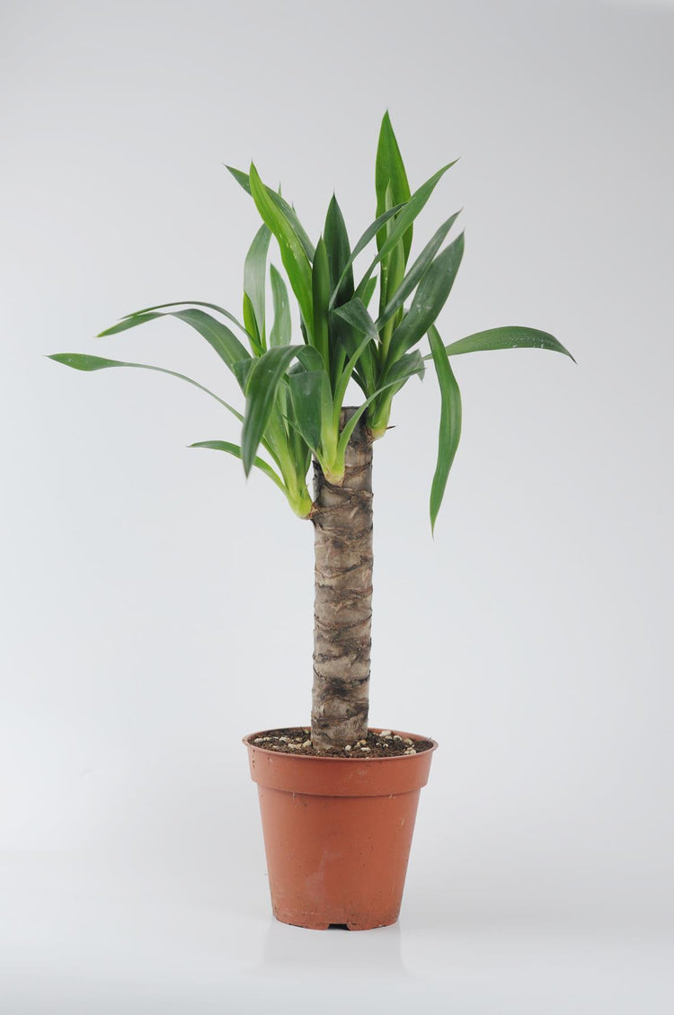 Yucca (Yuka Bitkisi) - bakımı kolay, dayanıklı iç mekan bitkisi