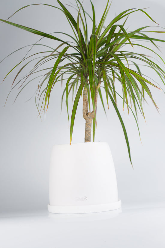 Beyaz seramik saksıda Dracaena Marginata bitkisi - minimalist tasarım