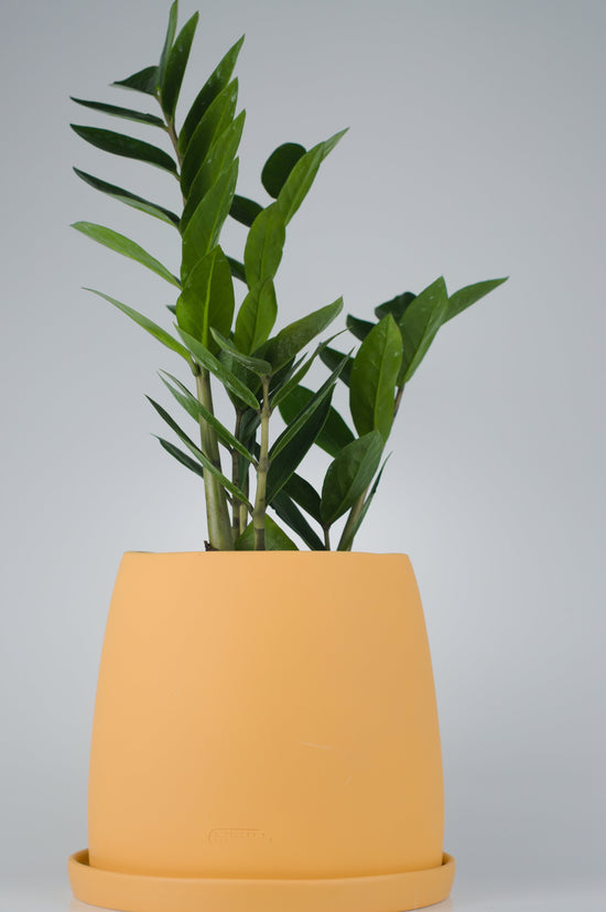 Zamioculcas ZZ Plant Saksılı (Zamia)
