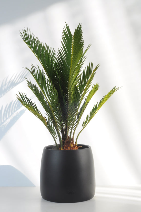 Bipot Saksıda Cycas Revoluta (Sago Palmiyesi) 2