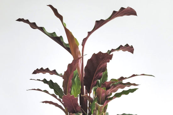 Calathea Rufibarba (Dua Çiçeği) ve Bakımı Hakkında Bilmeniz Gerekenler