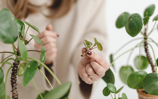 Pilea Bakımı ve Çoğaltılması