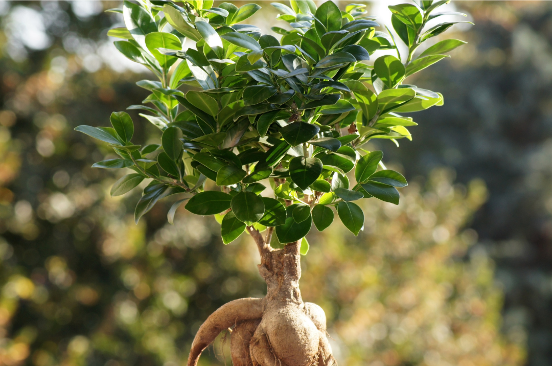 Bonsai Bakımı