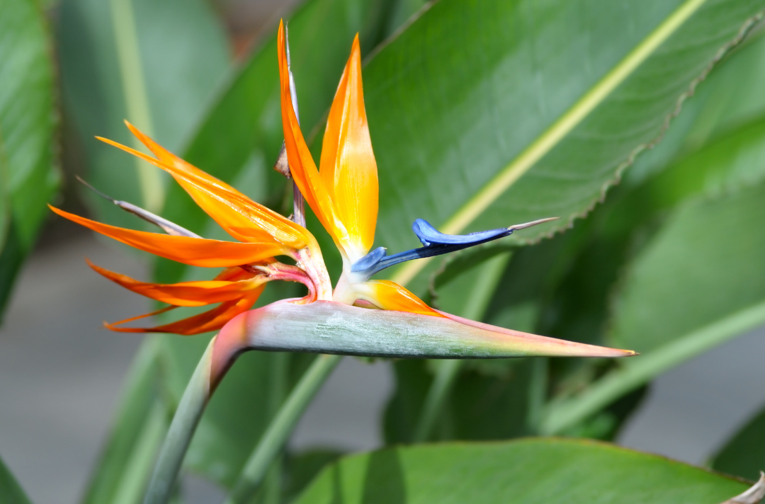 Starliçe (Strelitzia) Bakımı Nasıl Olmalı