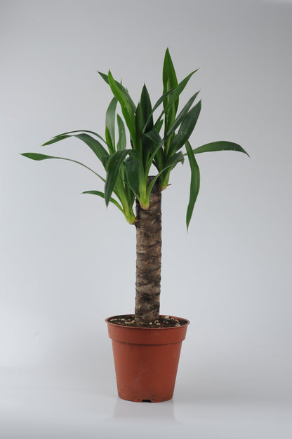 Yucca (Yuka Bitkisi) - Bakımı Kolay İç Mekan Bitkisi