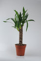 Yucca (Yuka Bitkisi) - Bakımı Kolay İç Mekan Bitkisi