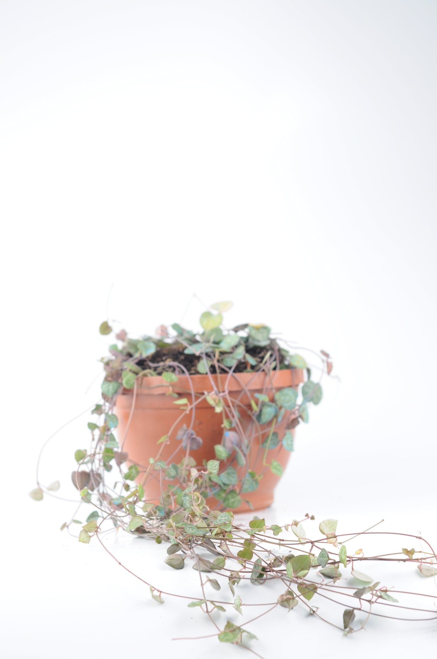 Hoya Kerrii Kalp Kalbe Karşı