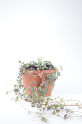 Hoya Kerrii Kalp Kalbe Karşı