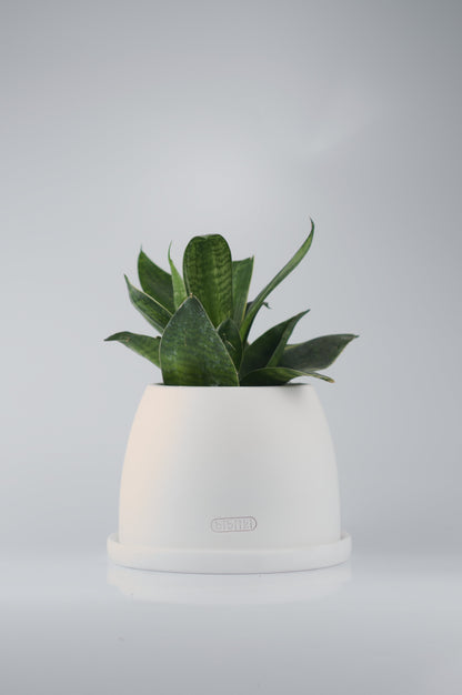 Bipot Saksıda Bird&