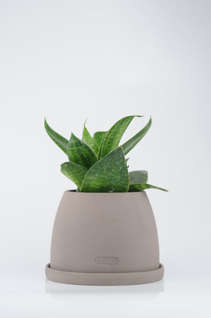 Bipot Saksıda Bird&