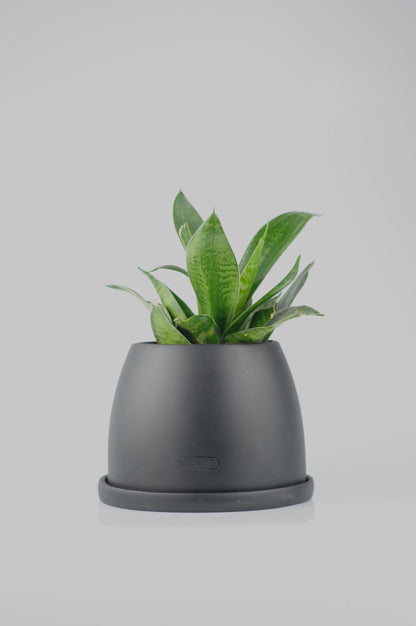 Bipot Saksıda Bird&