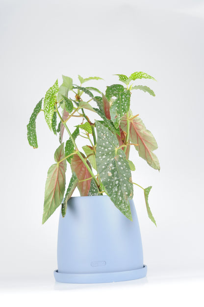 Bipot Seramik Saksıda Begonia Maculata (Benekli Begonya)