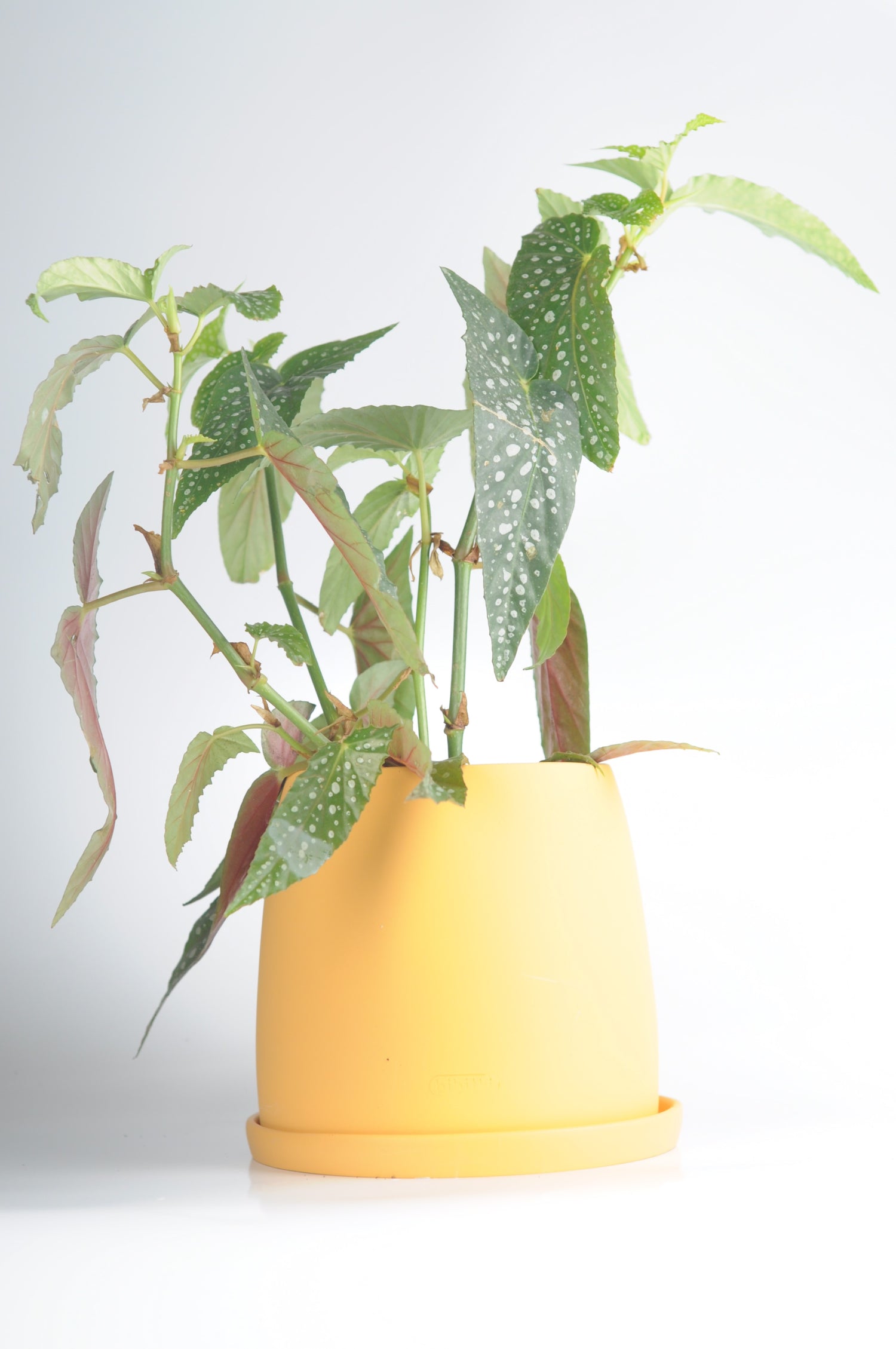 Sarı seramik saksıda Benekli Begonya (Begonia Maculata) - gümüş benekli yapraklar
