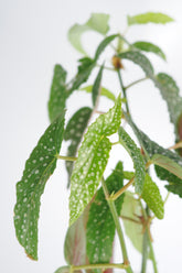 Begonia Maculata yaprak detayı - gümüş benekli yapraklar
