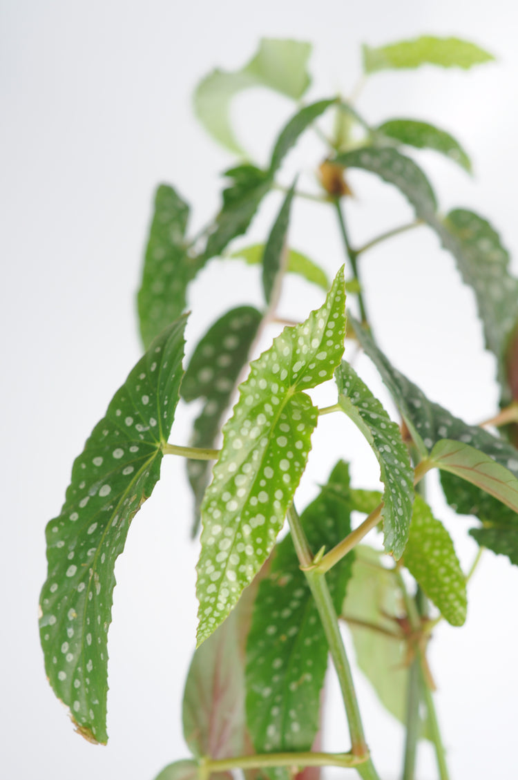 Begonia Maculata yaprak detayı - gümüş benekli yapraklar

