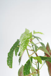 Begonia Maculata yaprak detayı - gümüş benekli yapraklar
