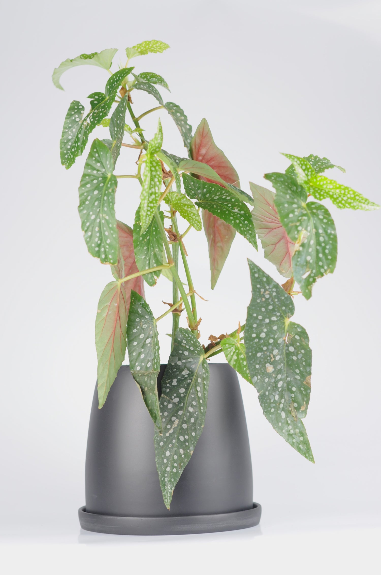 Siyah seramik saksıda Benekli Begonya - modern dekoratif bitki
