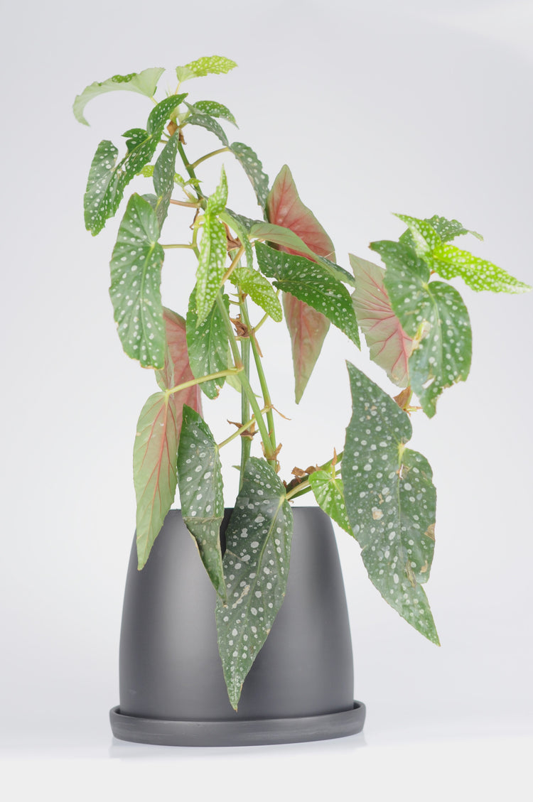 Siyah seramik saksıda Benekli Begonya - modern dekoratif bitki
