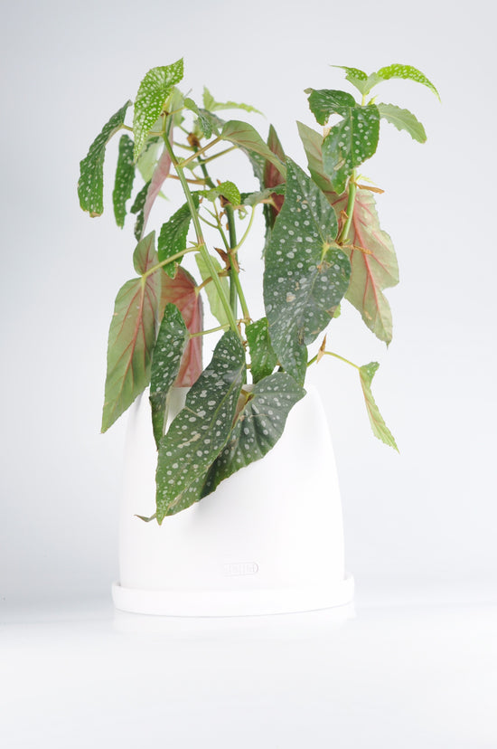 Beyaz seramik saksıda Benekli Begonya (Begonia Maculata) - Polka Dot Begonia
