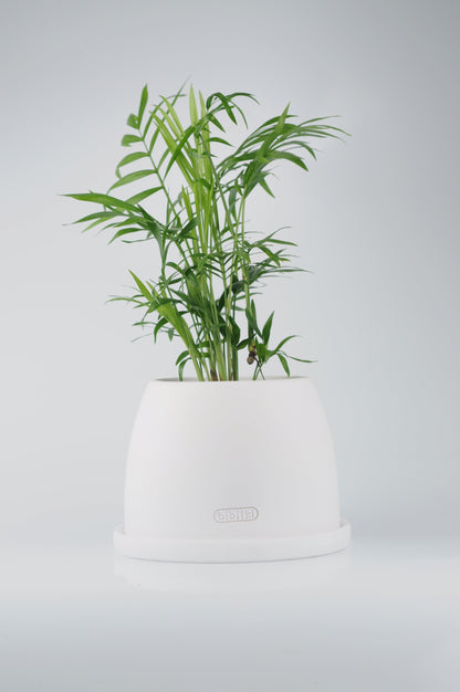 Bipot Saksıda Chamaedorea Elegans (Dağ Palmiyesi) Mini