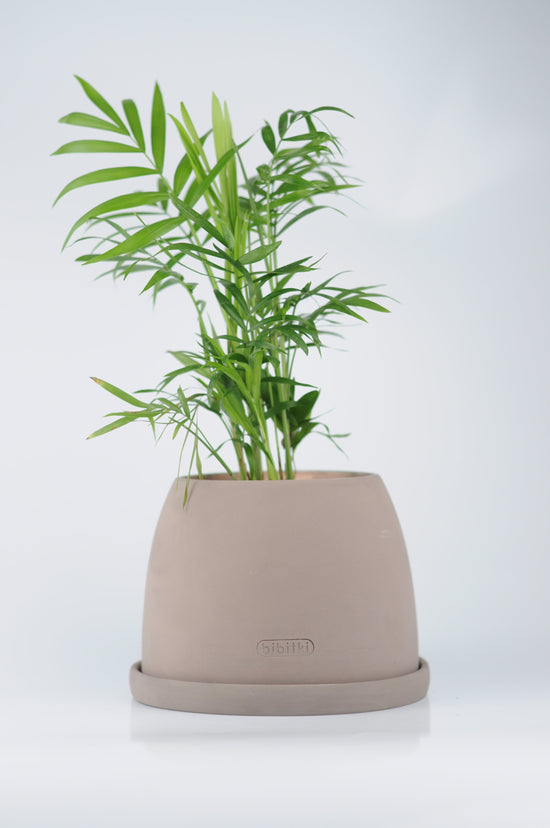 Bipot Saksıda Chamaedorea Elegans (Dağ Palmiyesi) Mini