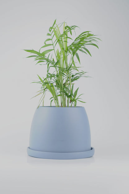 Bipot Saksıda Chamaedorea Elegans (Dağ Palmiyesi) Mini