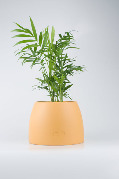 Bipot Saksıda Chamaedorea Elegans (Dağ Palmiyesi) Mini