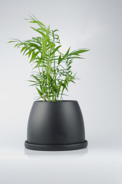 Bipot Saksıda Chamaedorea Elegans (Dağ Palmiyesi) Mini