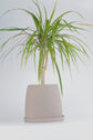 Kahverengi seramik saksıda Dracaena Marginata bitkisi - doğal görünüm