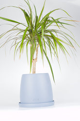 Mavi seramik saksıda Dracaena Marginata bitkisi - ofis ve ev için ideal