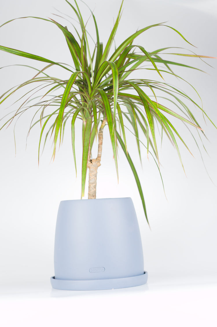 Mavi seramik saksıda Dracaena Marginata bitkisi - ofis ve ev için ideal