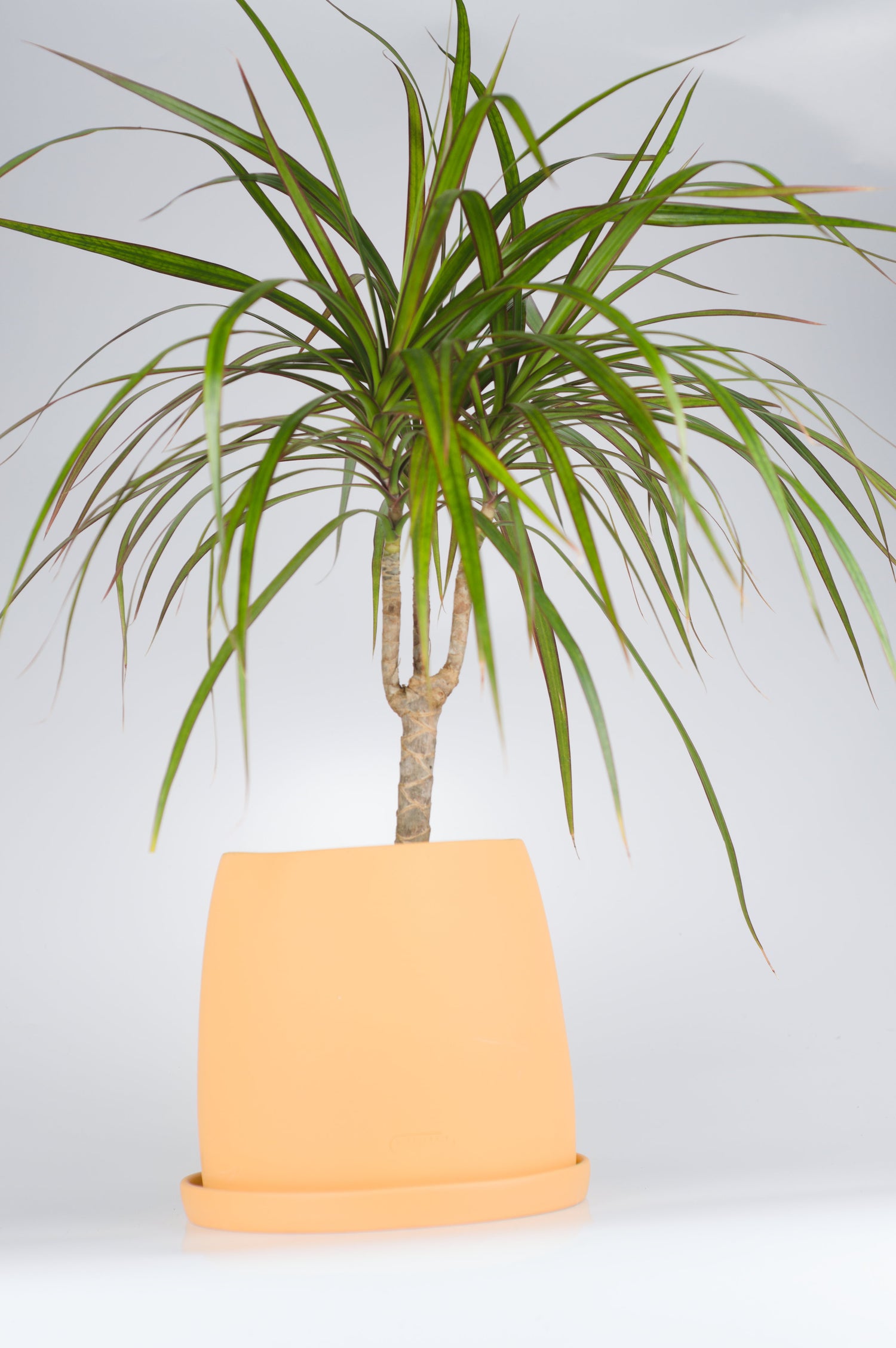 Sarı seramik saksıda Dracaena Marginata bitkisi - bakımı kolay iç mekan bitkisi