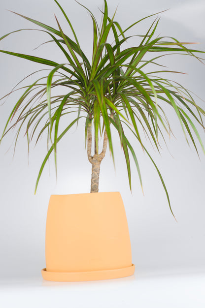 Sarı seramik saksıda Dracaena Marginata bitkisi - bakımı kolay iç mekan bitkisi