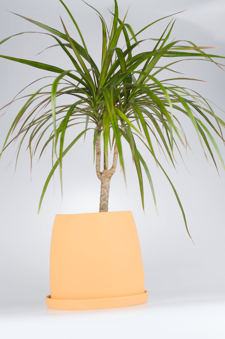 Sarı seramik saksıda Dracaena Marginata bitkisi - bakımı kolay iç mekan bitkisi