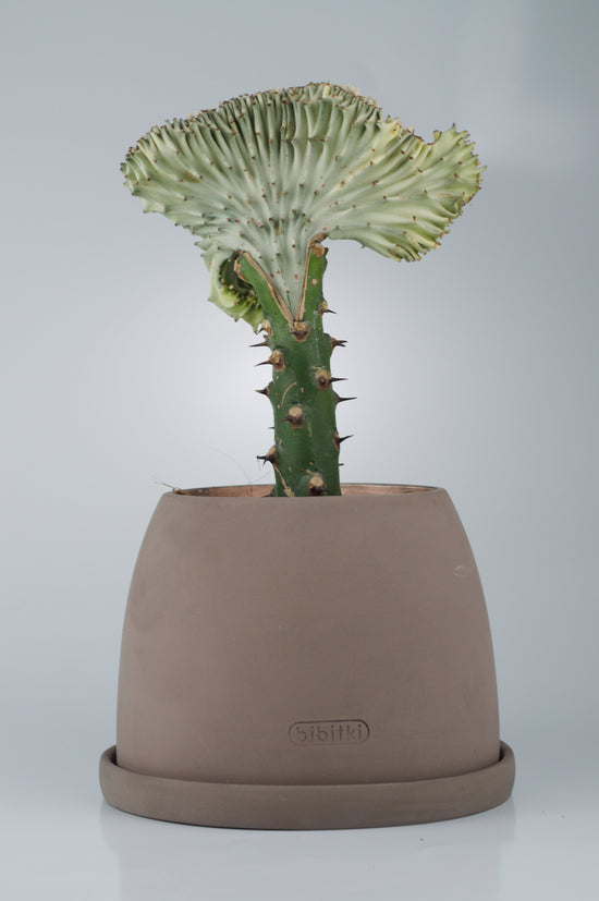 Bipot Saksıda Euphorbia Lactea (Kaktüs)