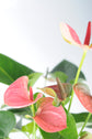 Bipot Seramik Saksıda  Pembe Anthurium Royal (Pembe Antoryum)