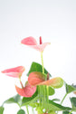 Bipot Seramik Saksıda  Pembe Anthurium Royal (Pembe Antoryum)