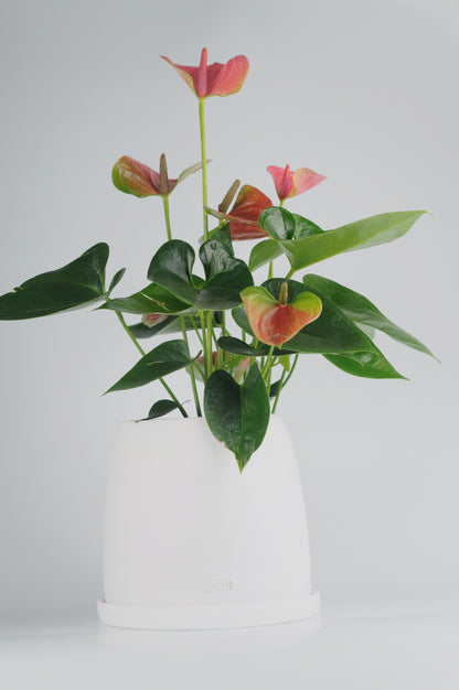 Bipot Seramik Saksıda  Pembe Anthurium Royal (Pembe Antoryum)