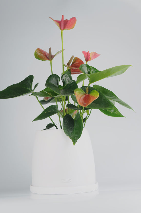 Bipot Seramik Saksıda  Pembe Anthurium Royal (Pembe Antoryum)