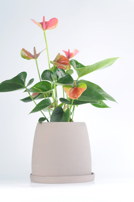 Bipot Seramik Saksıda  Pembe Anthurium Royal (Pembe Antoryum)