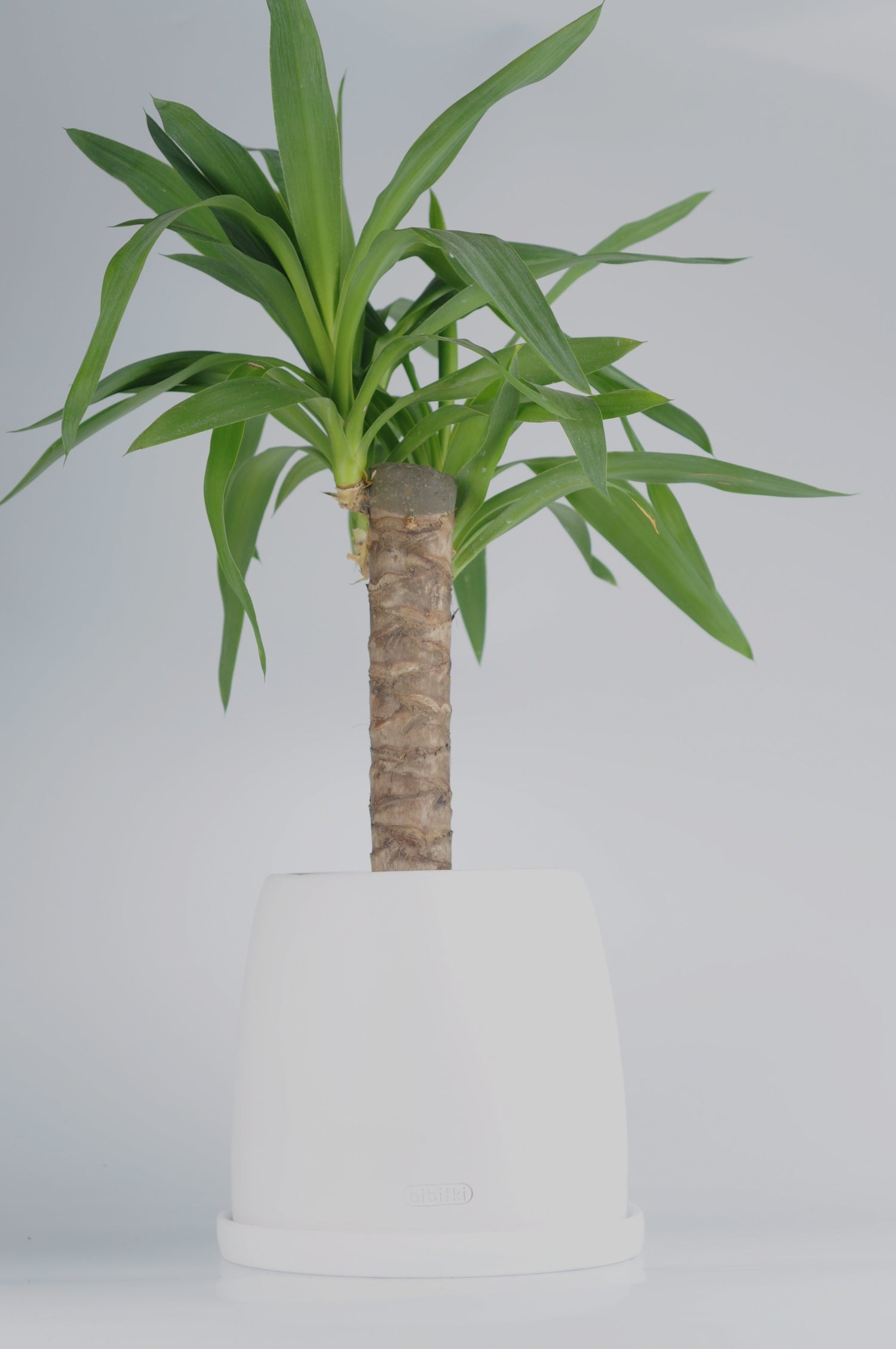 Yucca (Yuka Bitkisi) BEYAZ seramik saksıda - dekoratif bitki