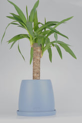 Yucca (Yuka Bitkisi) mavi seramik saksıda - dekoratif bitki