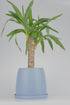 Yucca (Yuka Bitkisi) mavi seramik saksıda - dekoratif bitki