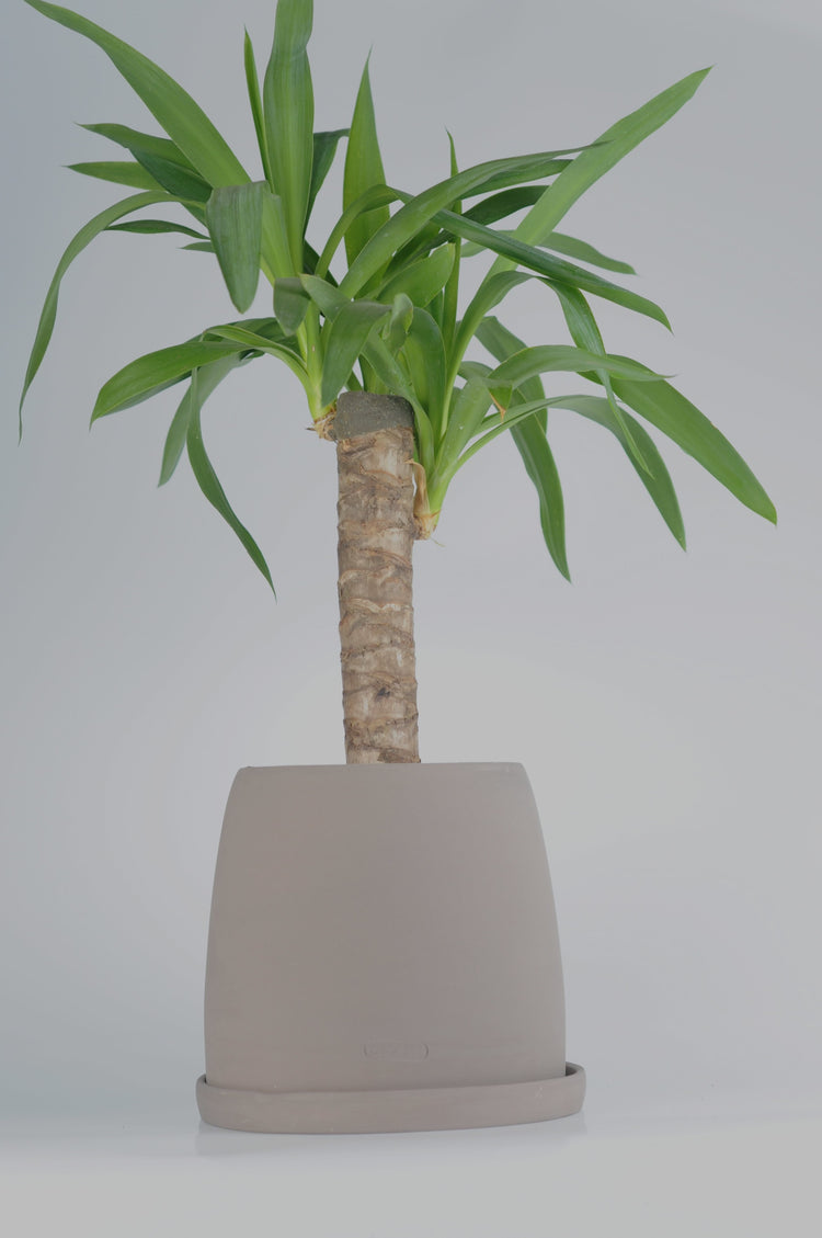 Yucca (Yuka Bitkisi) kahverengi seramik saksıda - dekoratif bitki