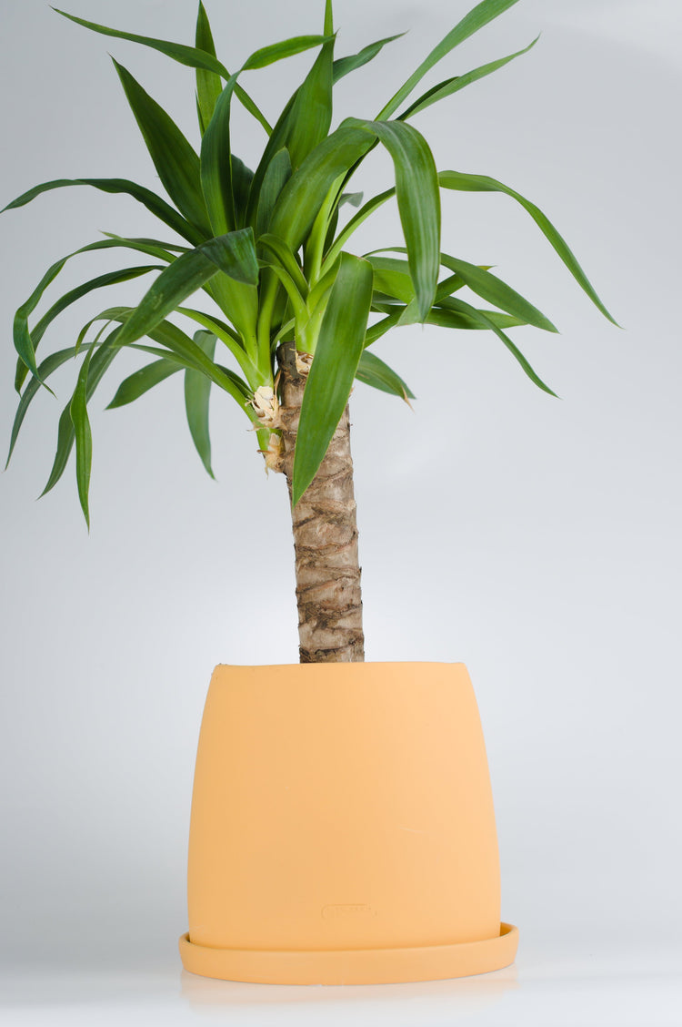 Yucca (Yuka Bitkisi) sarı seramik saksıda - bakımı kolay iç mekan ofis bitkisi